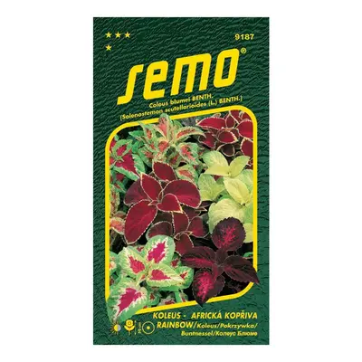 Semínka Coleus rainbow / Africká kopřiva 0,15 g
