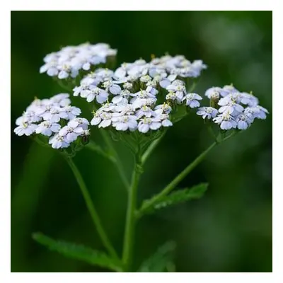 Přírodní voda Řebříček obecný Achillea millefolium 1 l