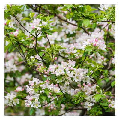 Naturální voda Jabloň planá (lesní) Malus sylvestris fruit water 1 l