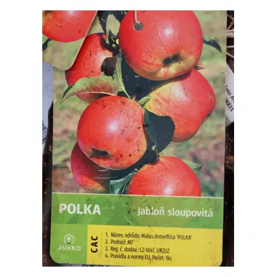 Jabloň 'Polka' - sloupovitá, kontej.