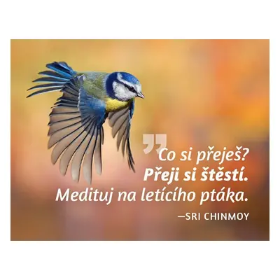 Magnet na lednici - Co si přeješ? Přeji si štěstí. Medituj na letícího ptáka. - Sri Chinmoy